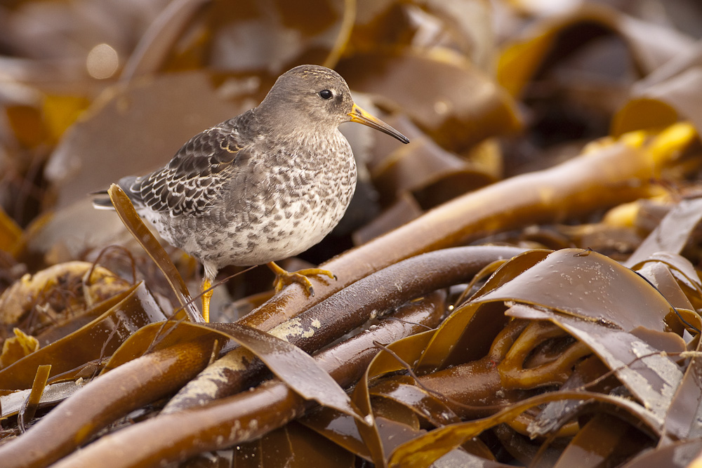 Meerstrandläufer im Tang