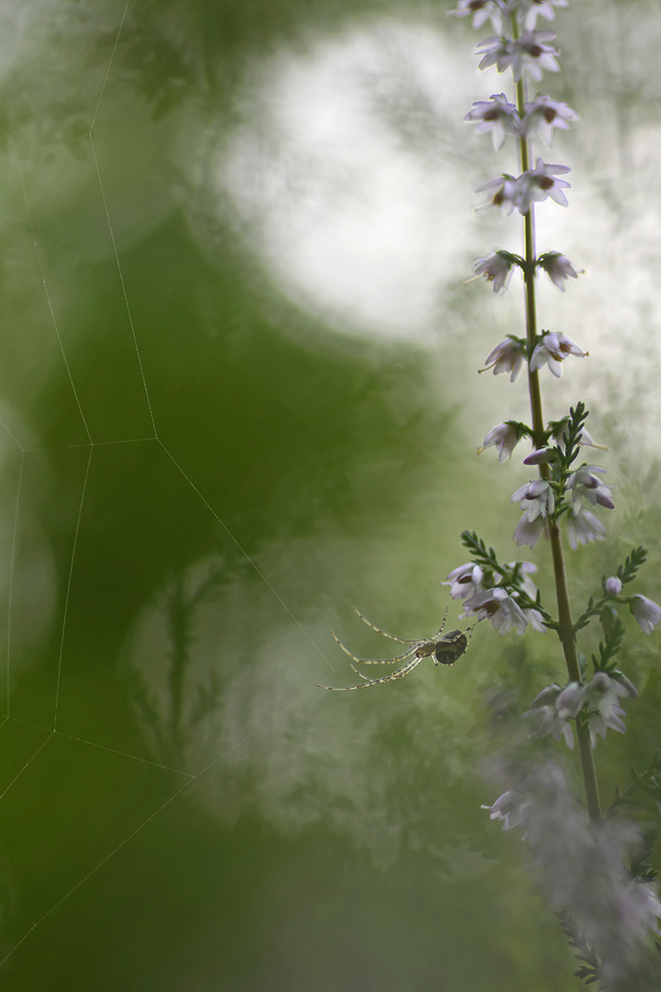 Herbstspinne im Heidekraut