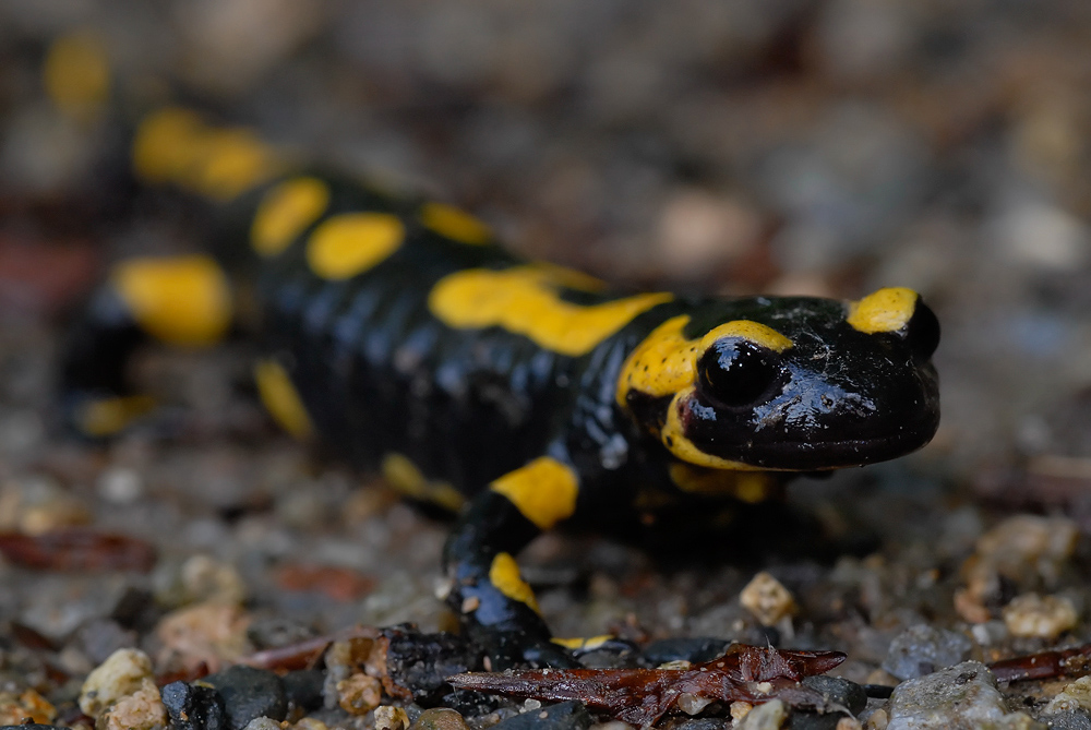 Feuersalamander