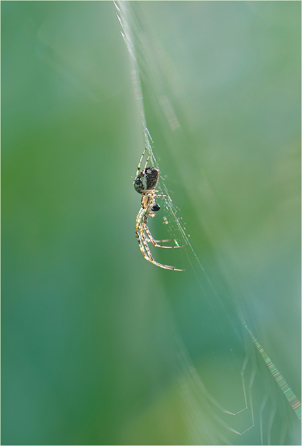 *Herbstspinne*