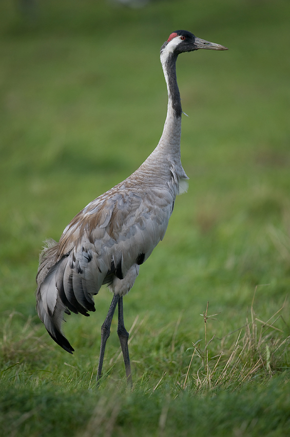 Kranich (Forum für Naturfotografen)
