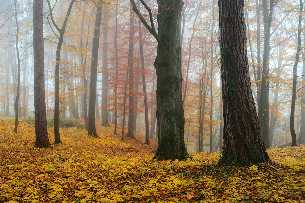 Herbstwald im Nebel