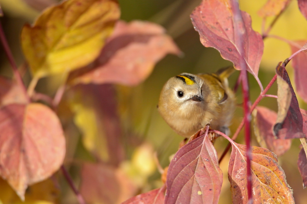 Wintergolghähnchen im Herbst