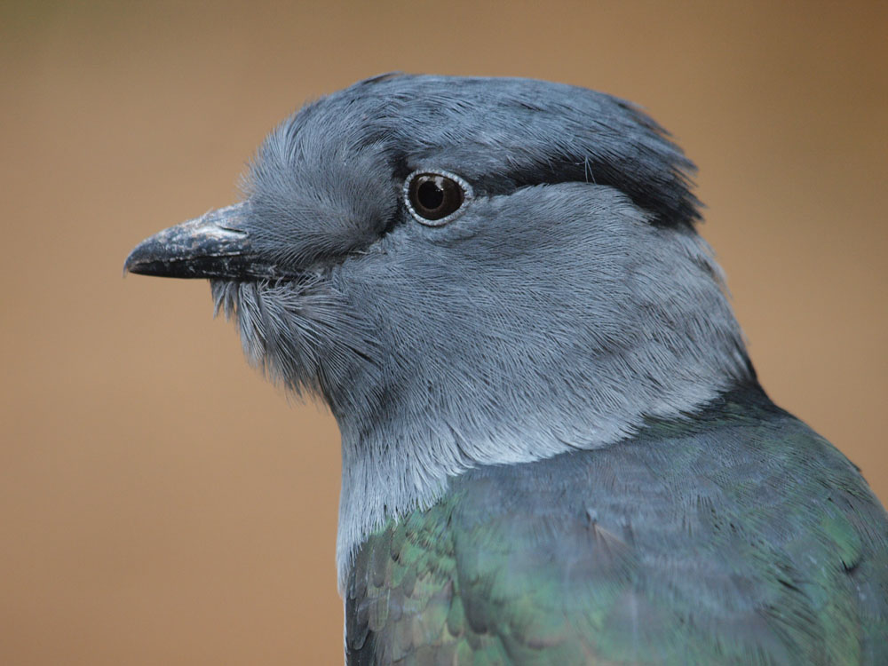 Kurol  ( Leptosomus discolor )