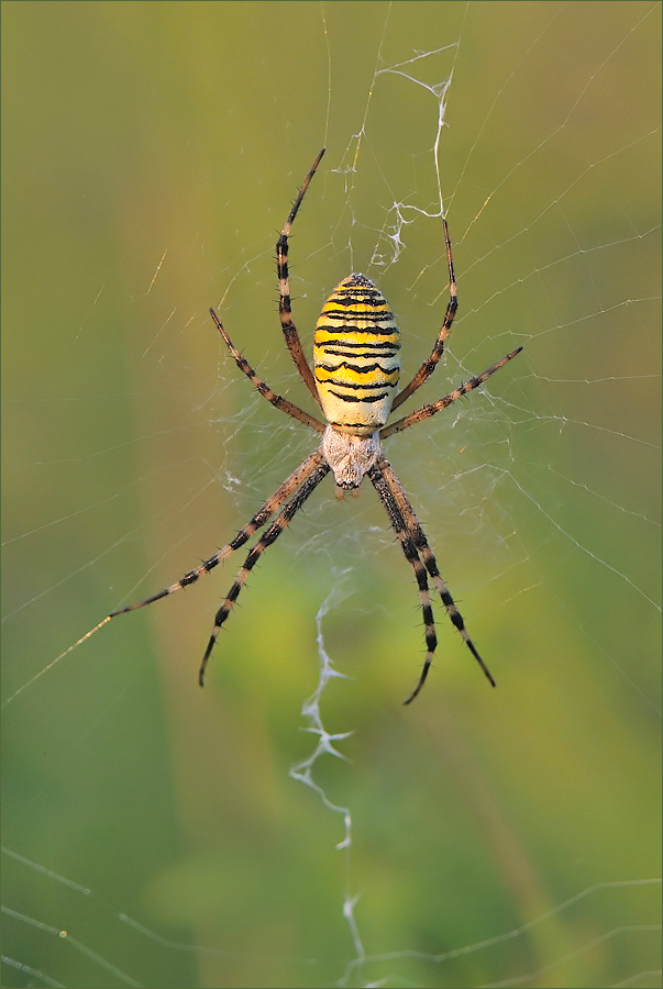 *Argiope bruennichi*