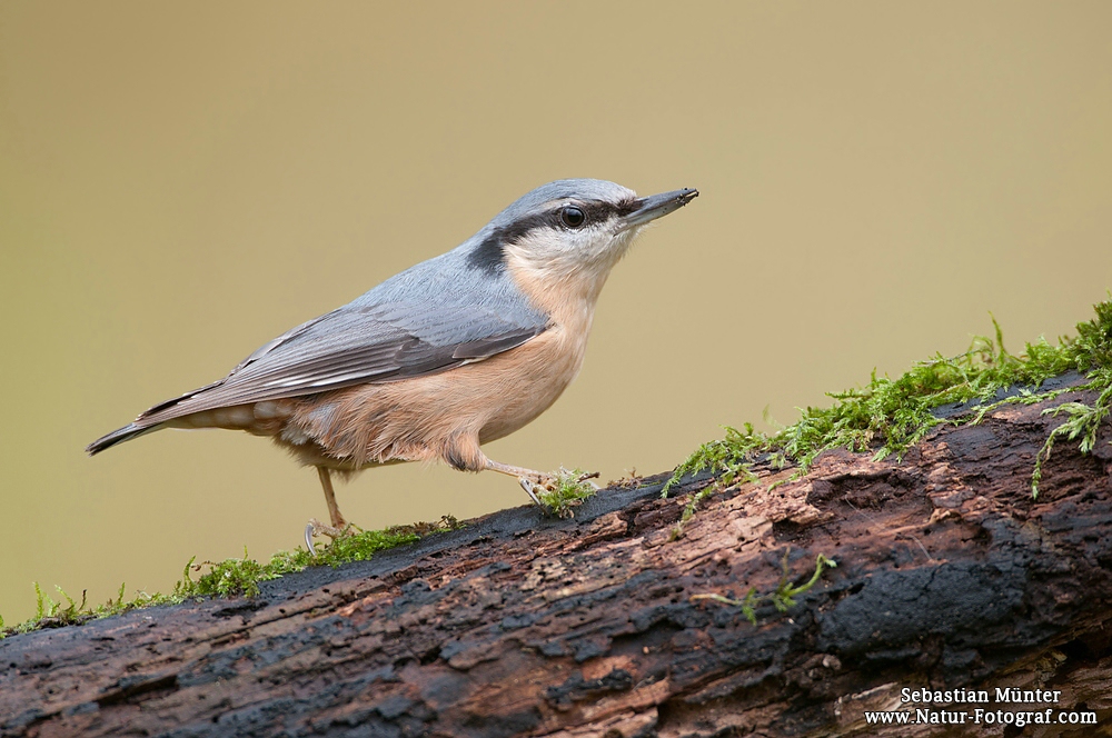 Kleiber (Sitta europaea)