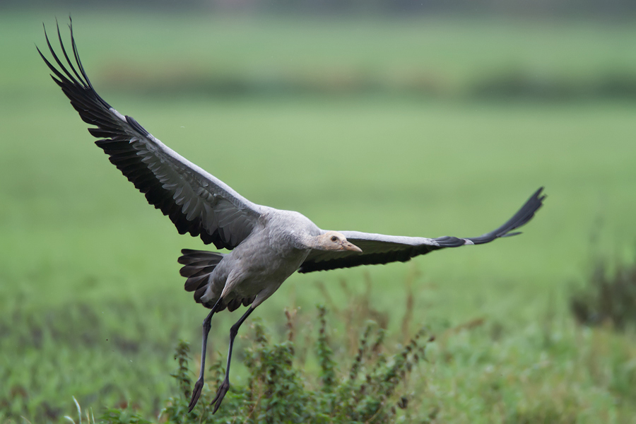 Jungkranich im Flug