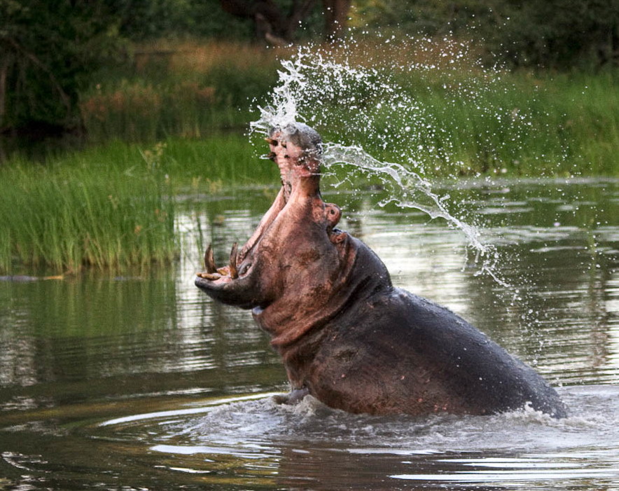 Das ist mein Teich