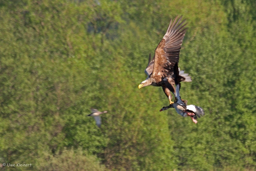 Seeadler jagt Nilgans #03