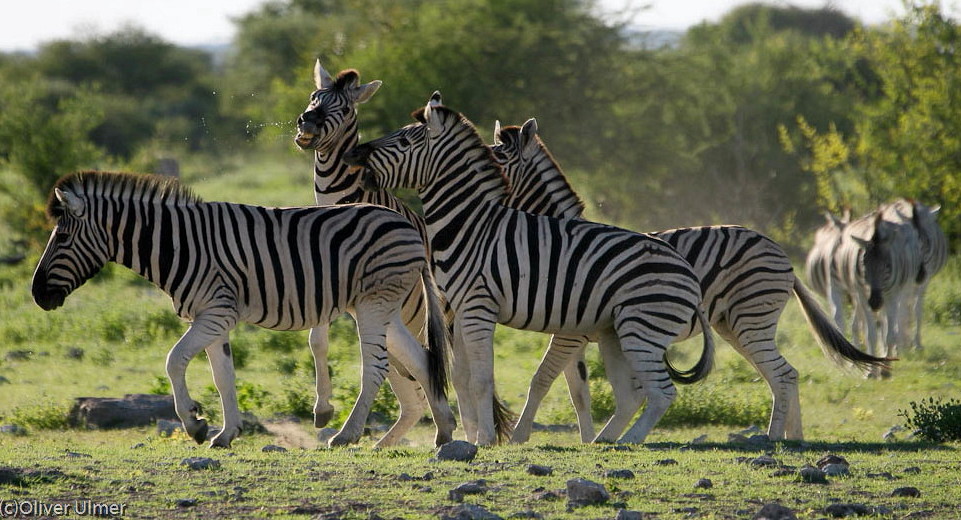 Zebras im Abendlicht