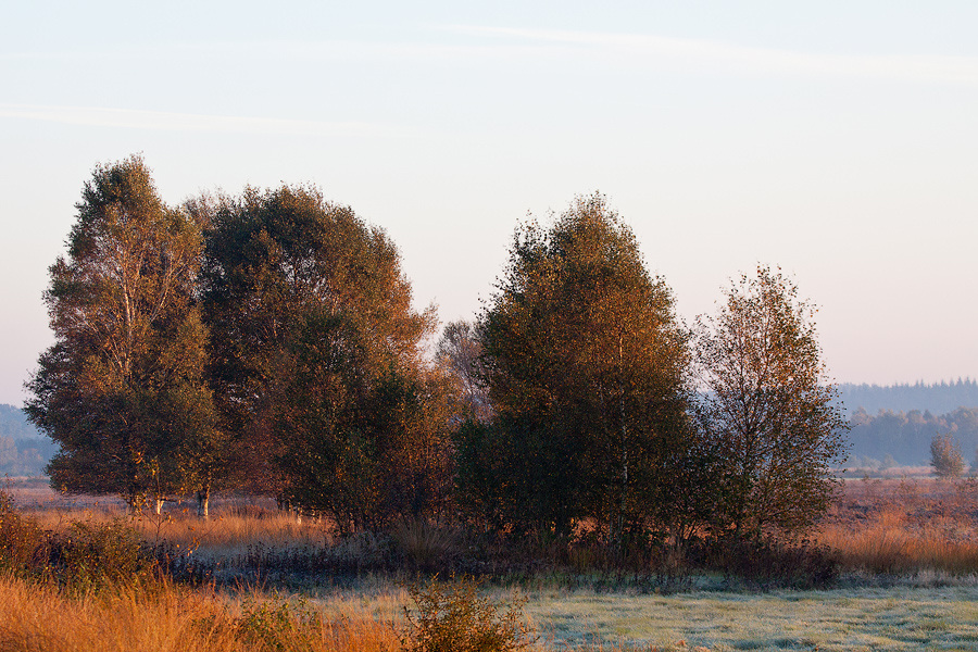 Kurz nach Sonnenaufgang im Moor