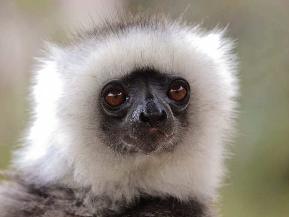 Sifaka (Propithecus) (Forum für Naturfotografen)