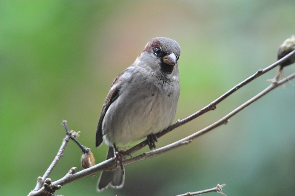 Haussperling    (Passer  domesticus)