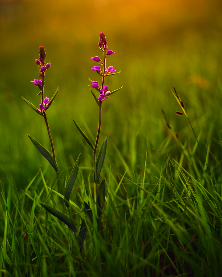 Orchideenzauber
