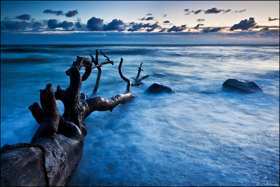 Blauer Baum 2