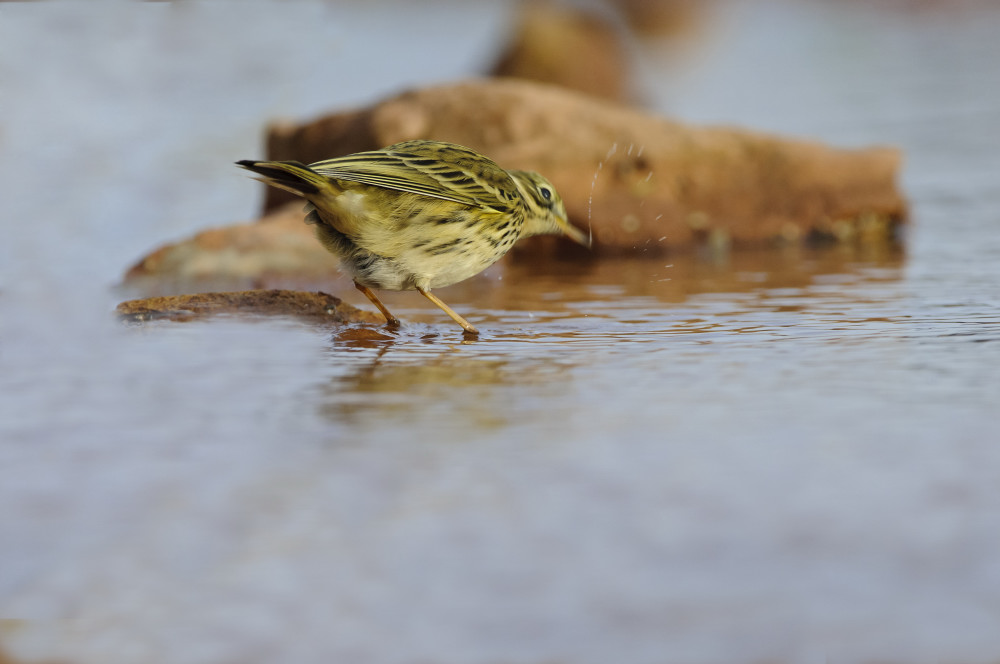 Wiesenpieper im Wasser