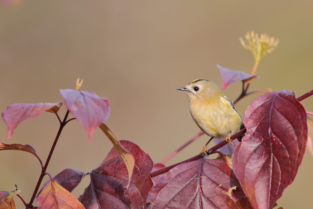 Wintergoldhähnchen