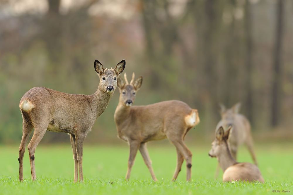 Herbst-Rehe