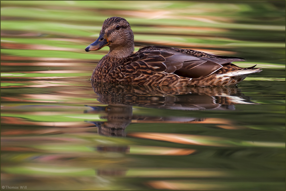 [  Herbst - Ente  ]