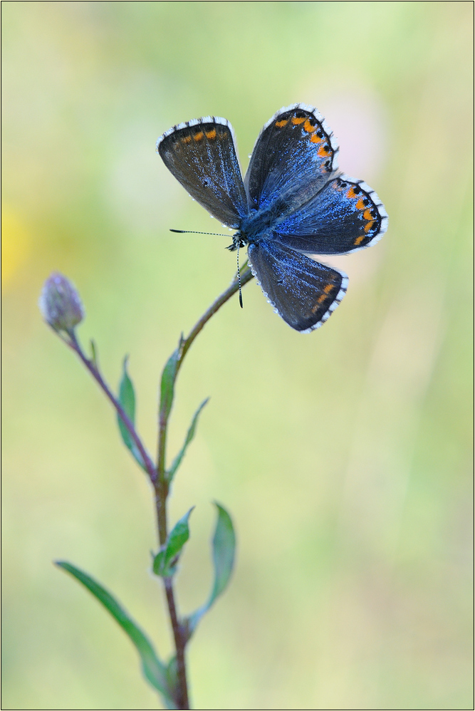 ~ FRAU HIMMELBLAU (2) ~