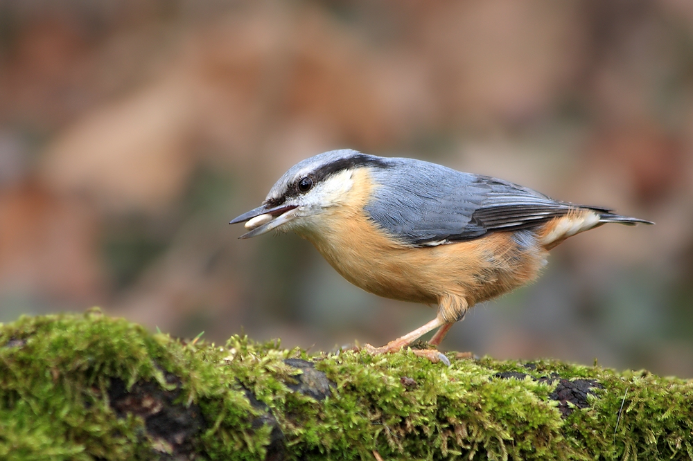 Kleiber im Wald