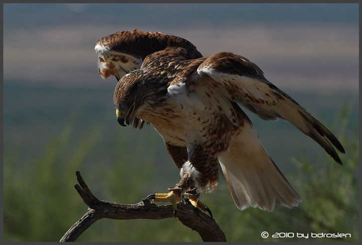 Ferruginous Hawk