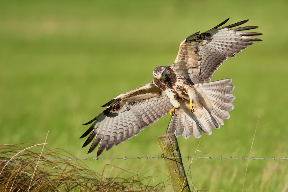 Mäusebussard im JK