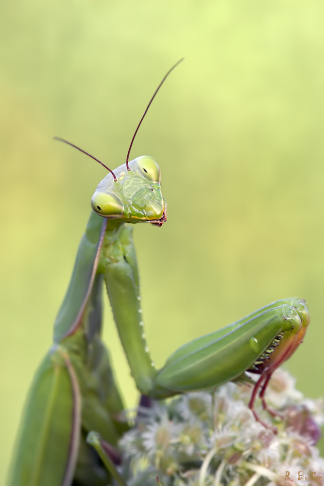 Mantis Religiosa