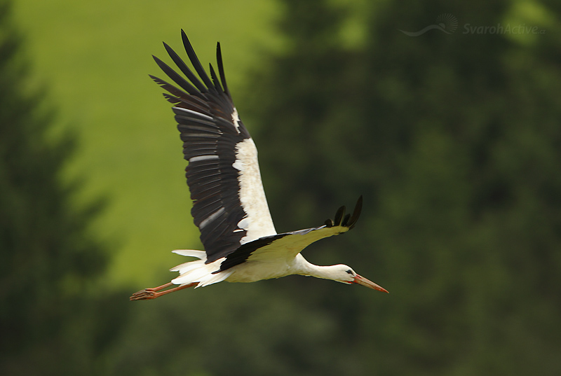 Weissstorch im Flug