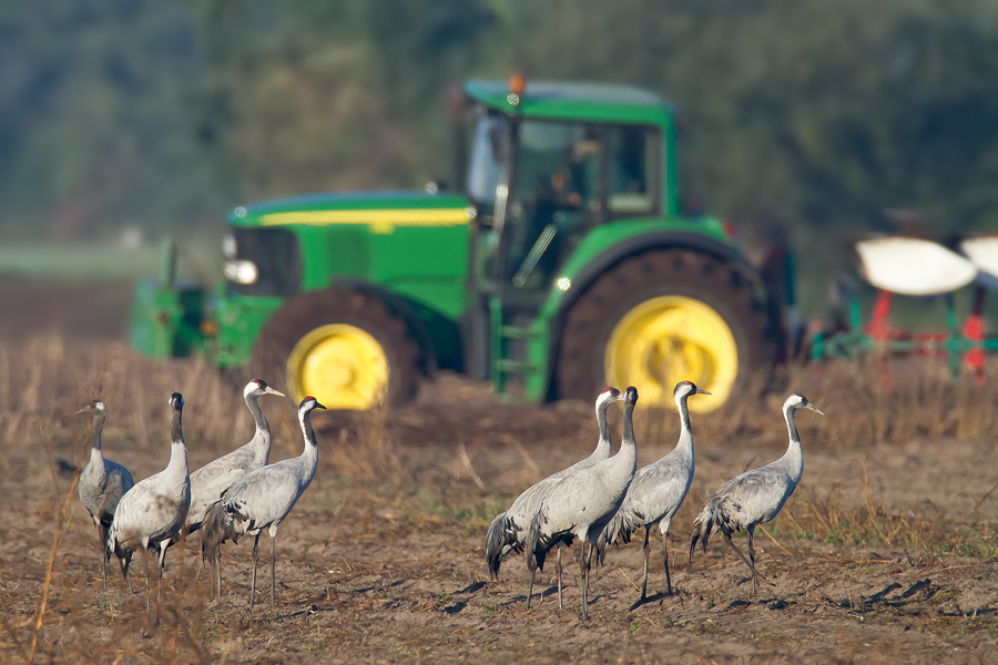 Kraniche profitieren von der Landwirtschaft