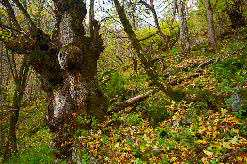 Urwald im NP Hohe Tauern 1