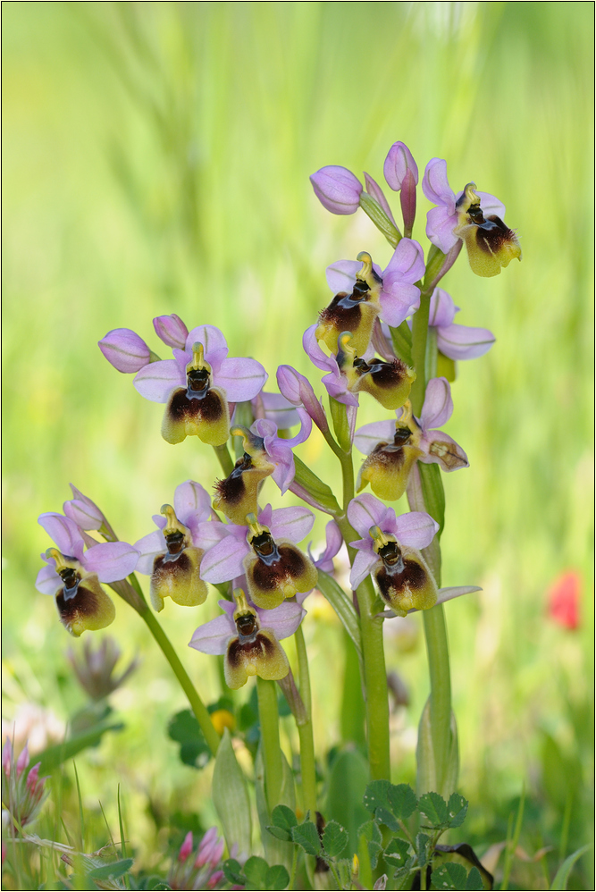 ~ Orchideenstrauß ~