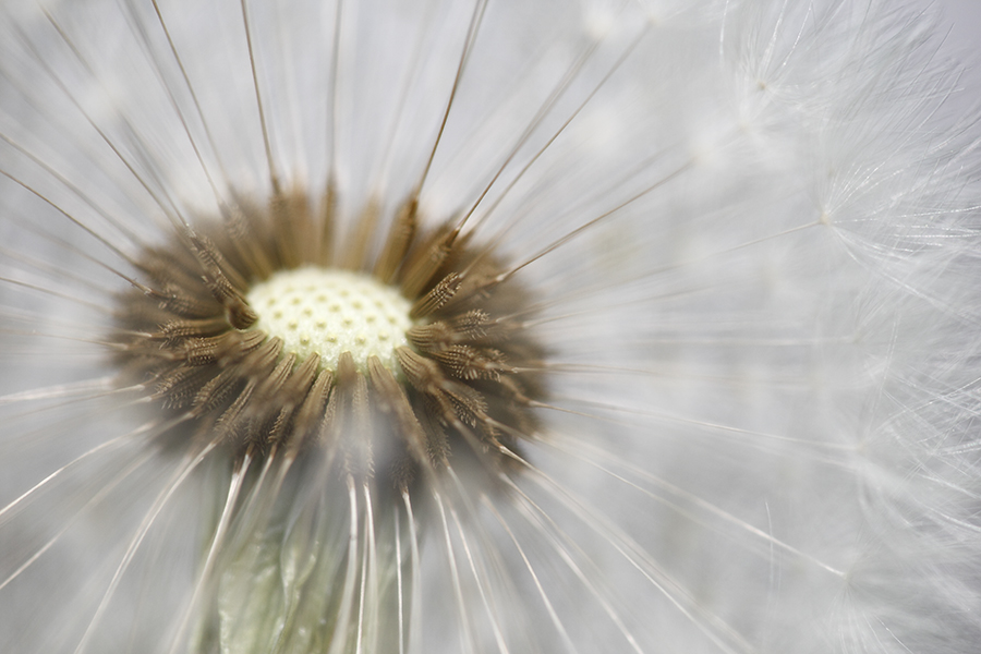 Pusteblume