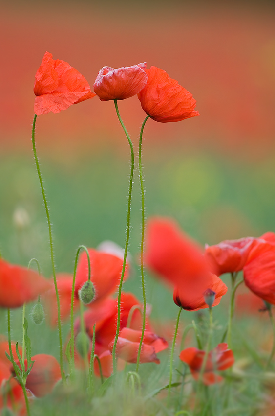 Klatschmohn!