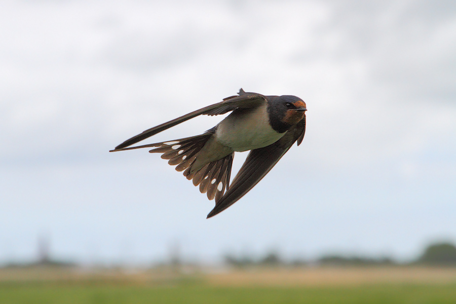 Der Flug der Rauchschwalbe