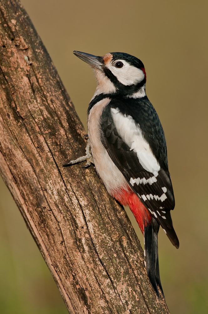Buntspecht (Dendrocopos major)
