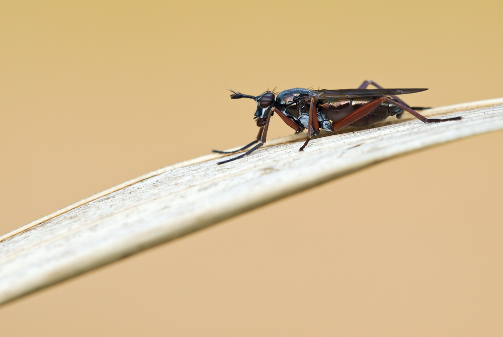 Hornfliege (Sepedon sphegea)