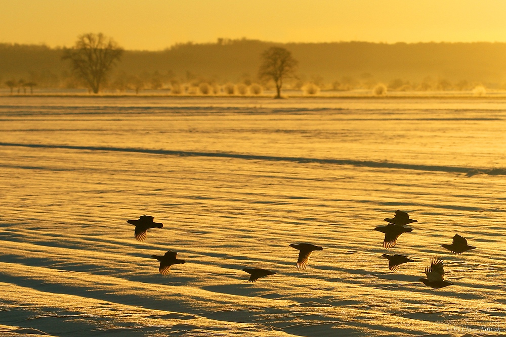 Wintermorgen-Vorfreude