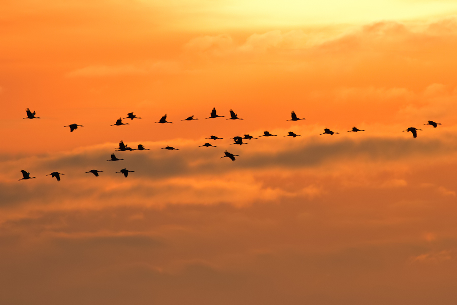Kraniche am Abendhimmel