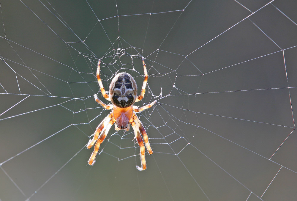 Schilfradspinne? ND