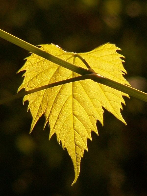 Blatt im Sonnenlicht