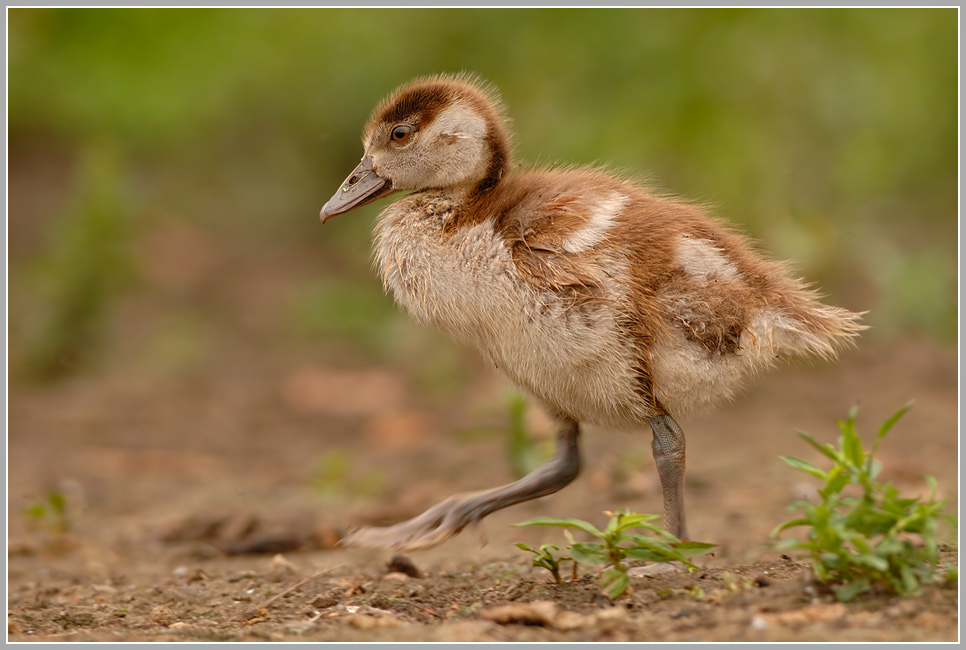 Nilgans (Alopochen aegyptiacus)