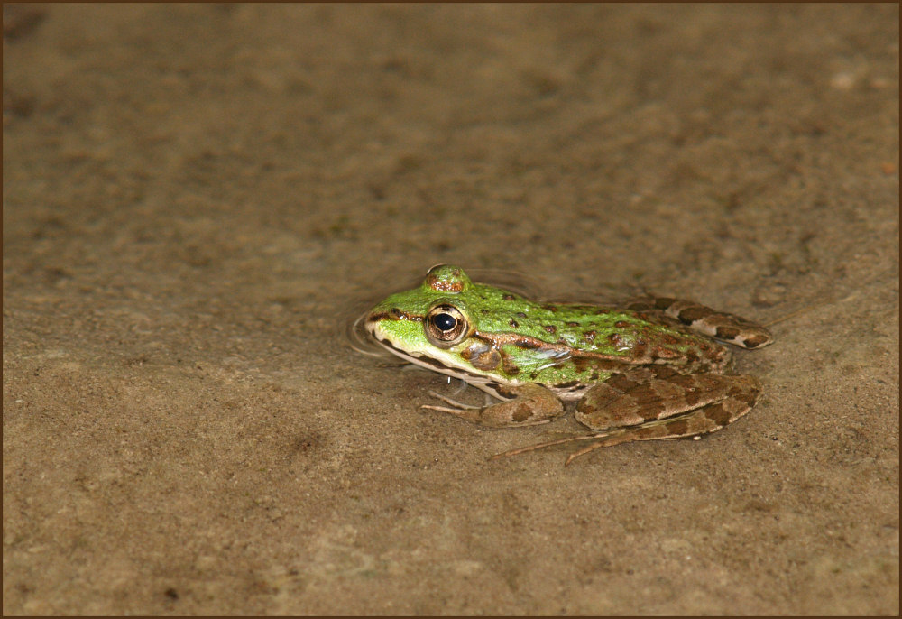 Frosch in Braun