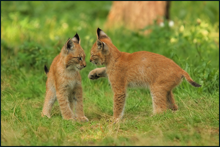 Luchs (Lynx lynx)