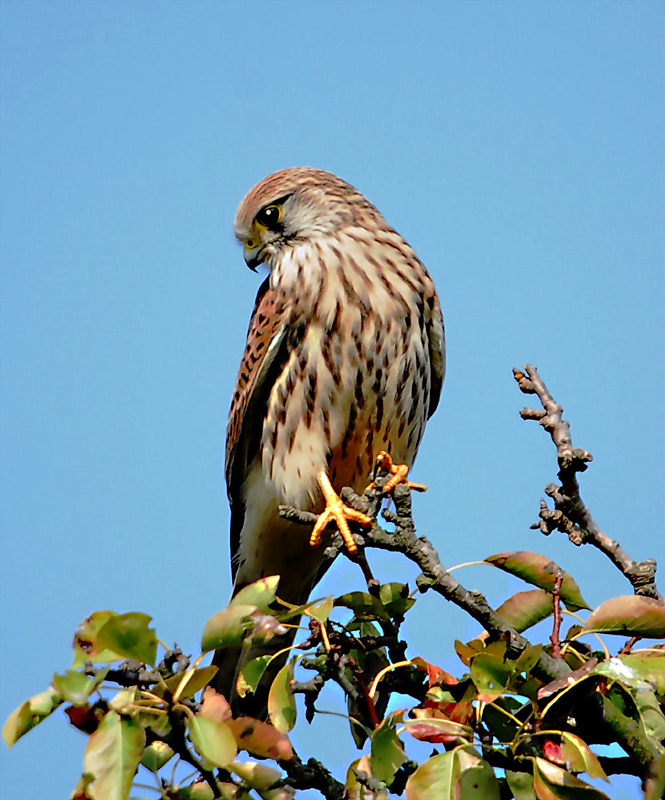Turmfalke ND
