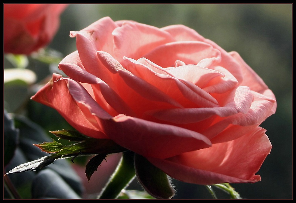 na Rose