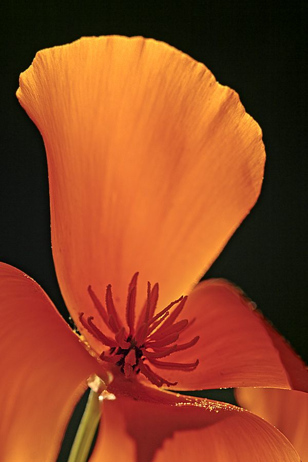 Poppies!