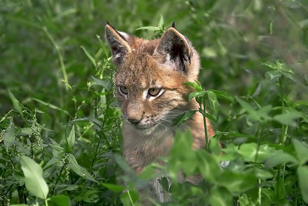 Luchs Jungtier