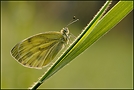 Grünaderweißling (Pieris napi)