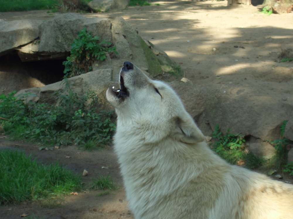 heulender Wolf